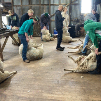 Novice Shearing